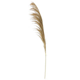 45 Inch Dried Natural Pampasstem
