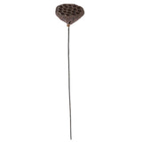21 Inch Brown Lotus Seedpod