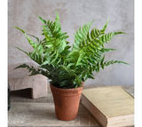 15" Fern In Pot