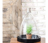 18" Glass Dome with Black Wood Base