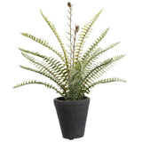 14 SOFT PE WOODLA.FERN PLANT(P