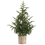 28" Cypress Tree In Basket