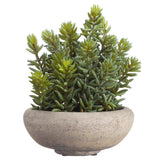 9" STONECROP SEDUM(CEMENT POT)