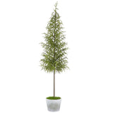 68" Cypress Tree In Cement Pot