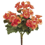 10" BEGONIA BUSH X3 OR