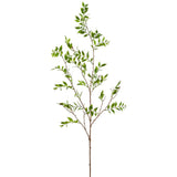 55" BOARDLF PODOCARPUS LF BRAN.