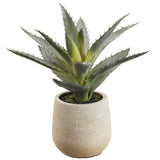 9" AGAVE IN PLASTIC POT GR/GY