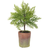 Cedar Topiary in Mgo Planter Green