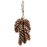 Strobus Pine