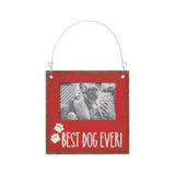 Best Dog Photo Ornie